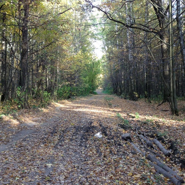Абрамцевская просека лосиный. Бумажная просека лосиный остров. Абрамцевская просека лосиный остров. Абрамцевская просека. Абрамцевская просека.