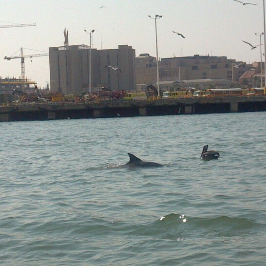 Baywatch Dolphin Tours Galveston Harbor 10 tips from 351 visitors