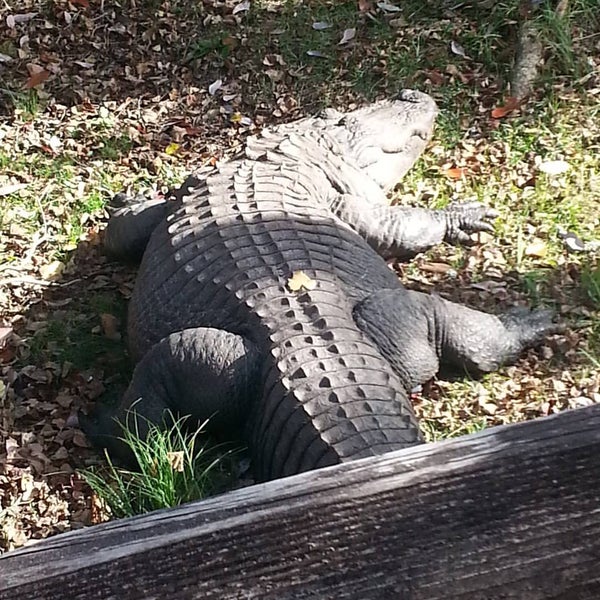 12/12/2015 tarihinde Timothy S.ziyaretçi tarafından Alabama Gulf Coast Zoo'de çekilen fotoğraf
