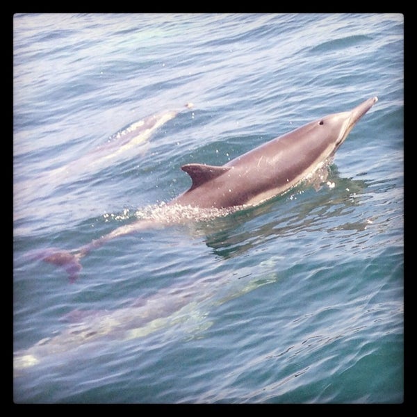 Photo taken at Capt. Dave&#39;s Dana Point Dolphin &amp; Whale Watching Safari by Lisa R. on 3/18/2013
