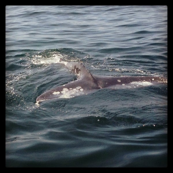Foto scattata a Capt. Dave&#39;s Dana Point Dolphin &amp; Whale Watching Safari da Lisa R. il 3/18/2013