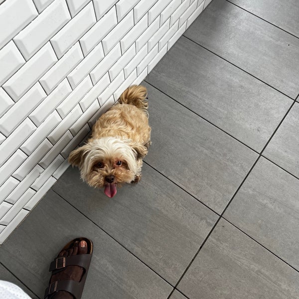 Dog wash hotsell and go brooklyn