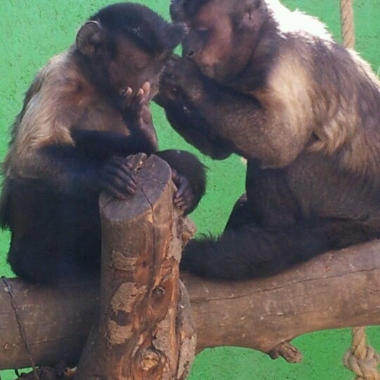 Photo taken at Zoo Parque Loro by Yare T. on 11/19/2012