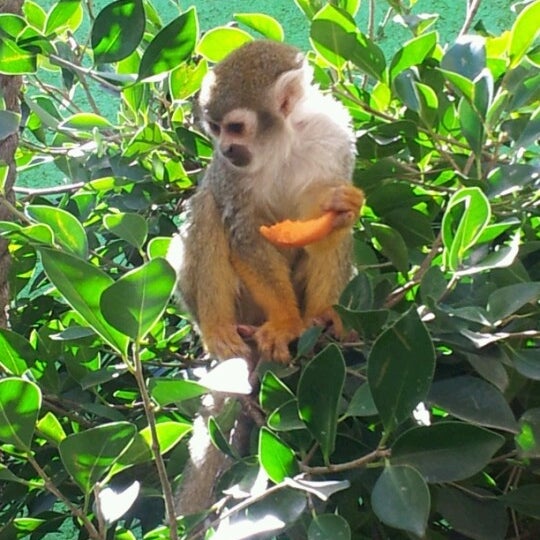 Photo taken at Zoo Parque Loro by Yare T. on 11/19/2012