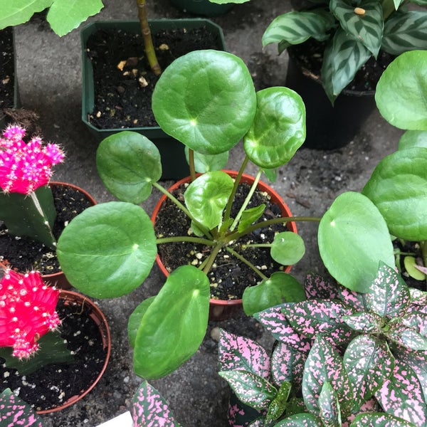 Manhattan Florist, Inc. Chinatown New York, NY