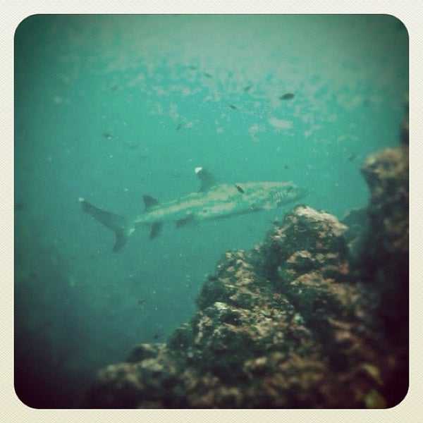 12/1/2012にGeorgiaがOceans Unlimited Scuba Divingで撮った写真