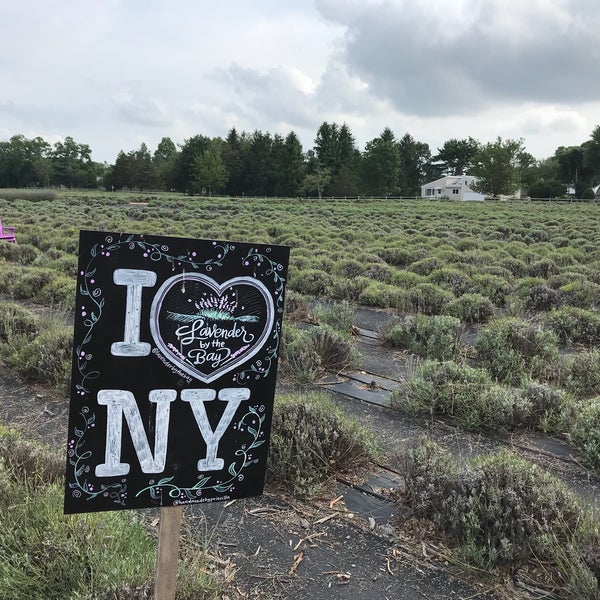 Foto tomada en Lavender By the Bay - New York&#39;s Premier Lavender Farm  por Ryan V. el 7/28/2018