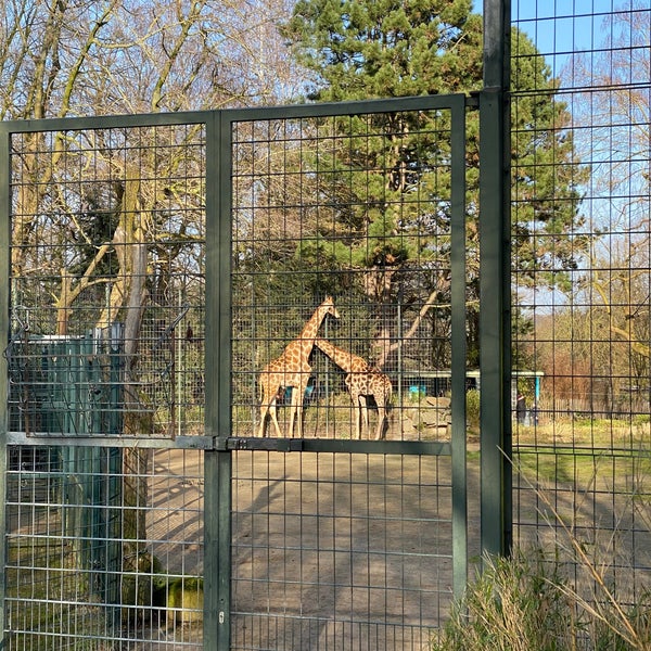 Giraffenhaus Zoo Dortmund Rombergpark Dortmund Nordrhein Westfalen