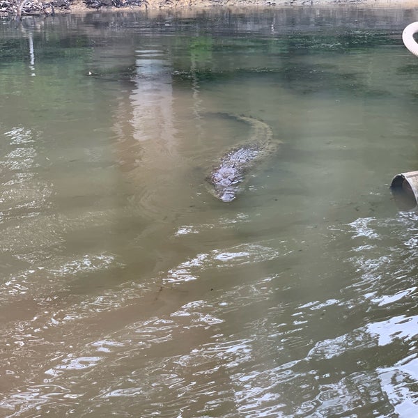 Photo taken at Hartley&#39;s Crocodile Adventures by Chris W. on 1/19/2019