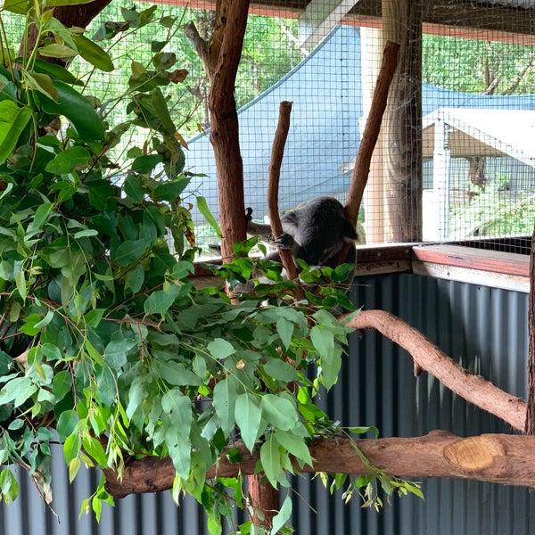 Foto diambil di Kuranda Koala Gardens oleh Chris W. pada 1/19/2019