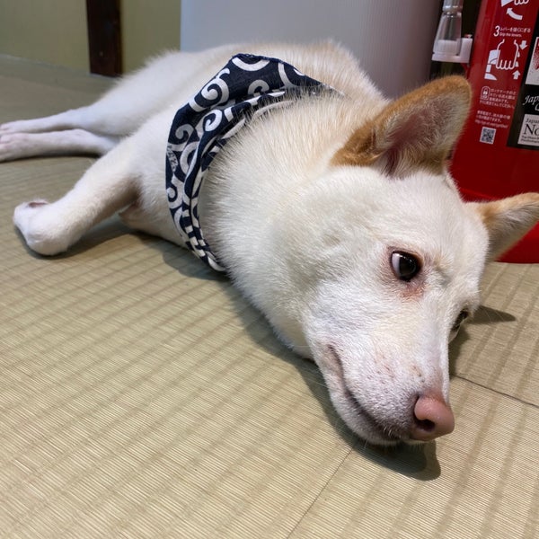 Photos At 京都豆柴cafe 京都市 京都府