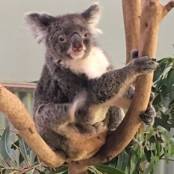 Снимок сделан в Kuranda Koala Gardens пользователем Christine S. 11/29/2015