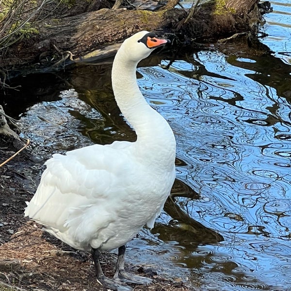 Hundekehlesee Grunewald Berlin, Berlin