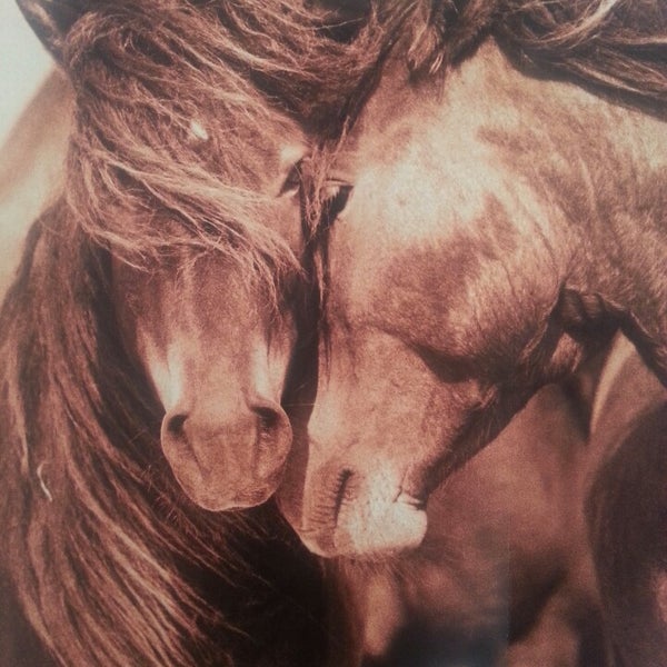 Das Foto wurde bei The Wild Horses of Sable Island von Elinor S. am 6/16/2013 aufgenommen