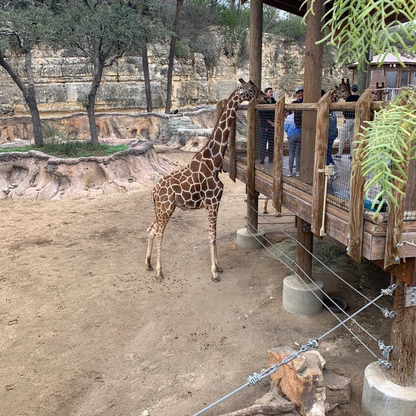 1/25/2020 tarihinde Jason R.ziyaretçi tarafından San Antonio Zoo'de çekilen fotoğraf