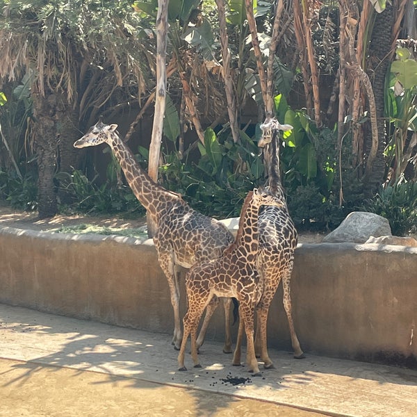 8/20/2022 tarihinde Jenny T.ziyaretçi tarafından Los Angeles Zoo &amp; Botanical Gardens'de çekilen fotoğraf