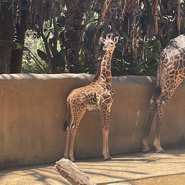 6/11/2022 tarihinde Jenny T.ziyaretçi tarafından Los Angeles Zoo &amp; Botanical Gardens'de çekilen fotoğraf