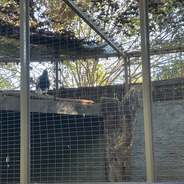 11/13/2022 tarihinde Jenny T.ziyaretçi tarafından Los Angeles Zoo &amp; Botanical Gardens'de çekilen fotoğraf