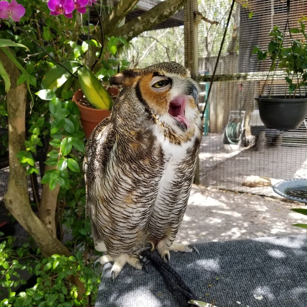 Peace River Wildlife Center (at Ponce De Leon Park) Punta Gorda, FL