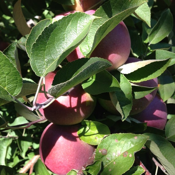 9/29/2013 tarihinde DC P.ziyaretçi tarafından Applecrest Farm Orchards'de çekilen fotoğraf