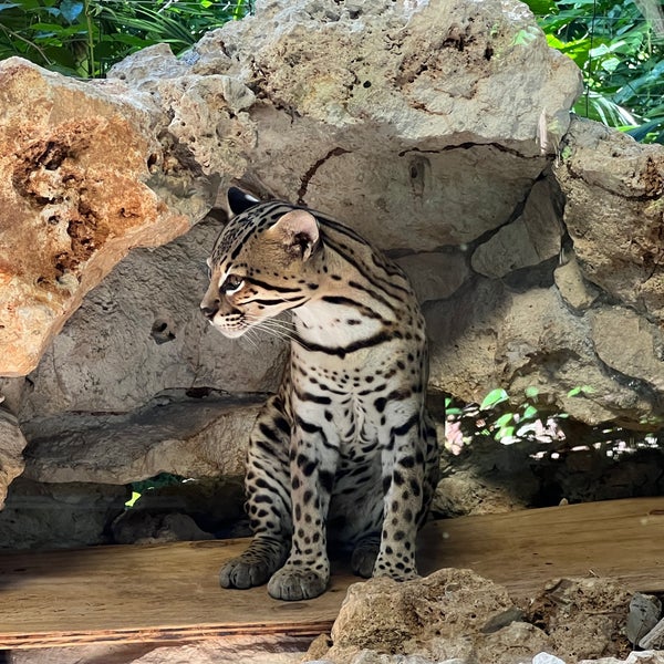 Interesante y con partes interactivas, pero se nota descuidado, con rellenos innecesarios y animales en condiciones desafortunadas o en ambientaciones que no corresponden a sus habitats.