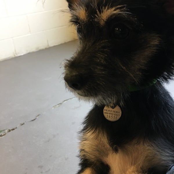 Best Friends Pet Adoption Center Animal Shelter in Atlanta