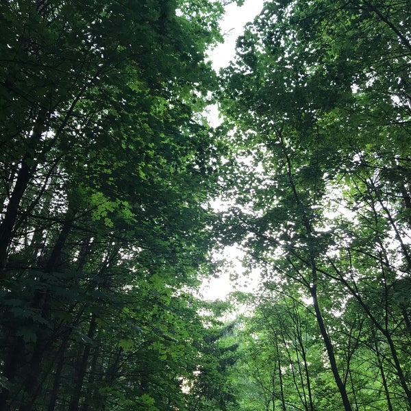 хотьково лесная