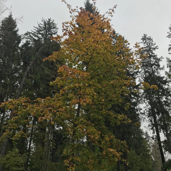 хотьково лесная