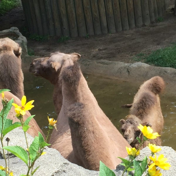 Photo taken at Lincoln Park Zoo by Dennis on 8/14/2016