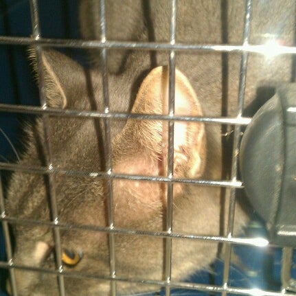 bedford meadows animal hospital