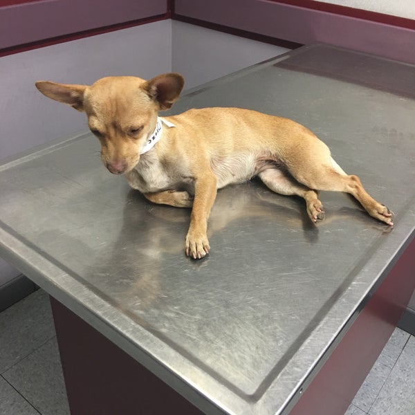 Photos at Animal Emergency Clinic Pet Service in Grand Terrace