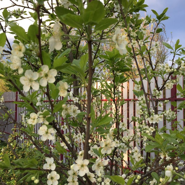 Карболит орехово-зуево. Сад химик. Садоводство химик. Трубников бор садоводство химик. Сад химик.