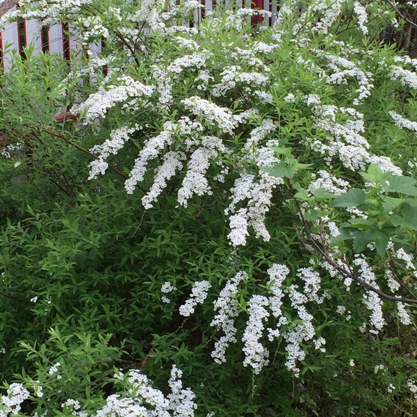 Сад химик. Садоводство химик ленинградская область. Сад химик. Дача химик ирк обл саянск. Сад химик.