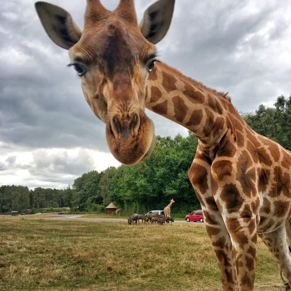 Serengeti Park Bollenson расстояние