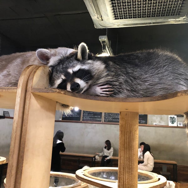 Cafe raccoon Maengkun Raccoon