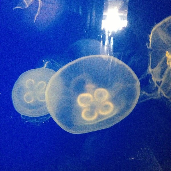 รูปภาพถ่ายที่ Shedd Aquarium โดย Koravic เมื่อ 4/14/2013