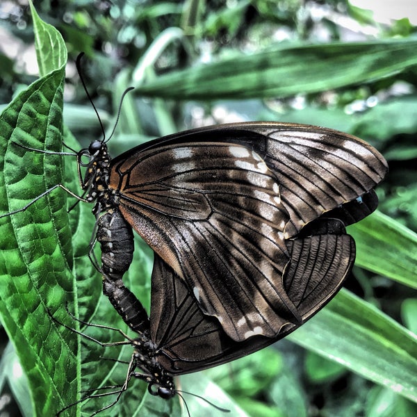 Photo taken at Butterfly Pavilion by Sophia M. on 4/29/2018