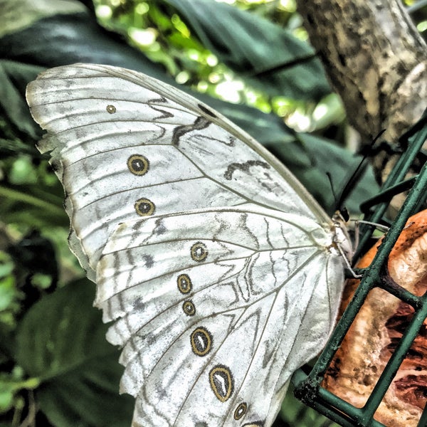 8/13/2018 tarihinde Sophia M.ziyaretçi tarafından Butterfly Pavilion'de çekilen fotoğraf