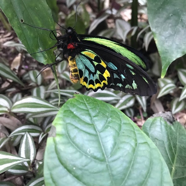 12/30/2019 tarihinde Sophia M.ziyaretçi tarafından Butterfly Pavilion'de çekilen fotoğraf