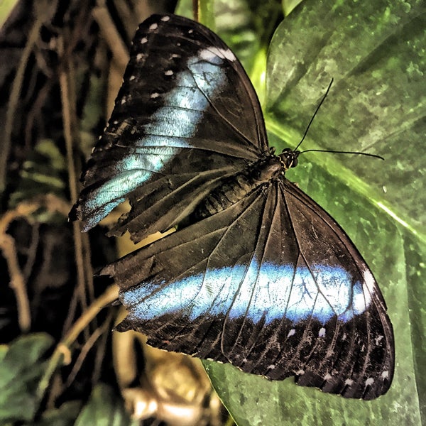 6/30/2018 tarihinde Sophia M.ziyaretçi tarafından Butterfly Pavilion'de çekilen fotoğraf