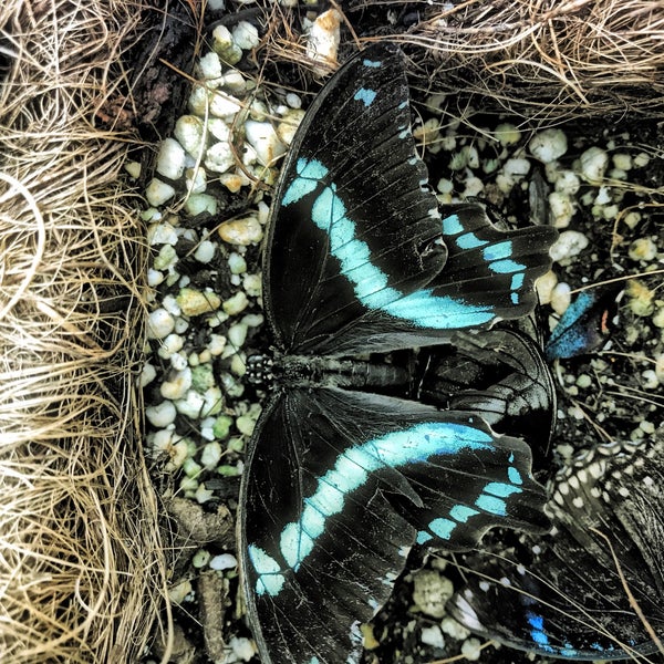 12/29/2017에 Sophia M.님이 Butterfly Pavilion에서 찍은 사진