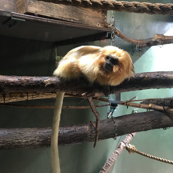 Foto scattata a Cheyenne Mountain Zoo da Sophia M. il 8/5/2019
