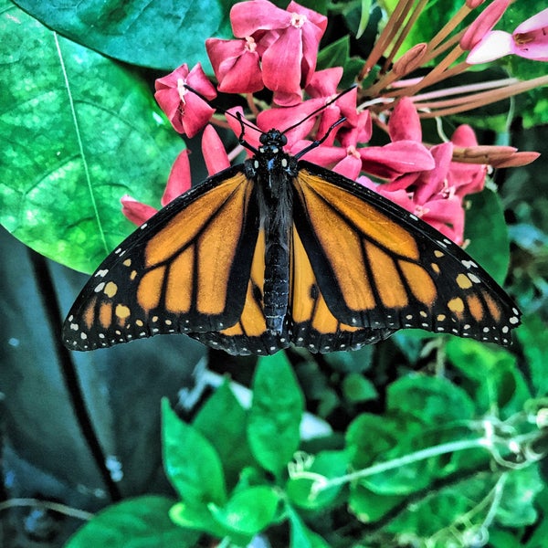 9/15/2017 tarihinde Sophia M.ziyaretçi tarafından Butterfly Pavilion'de çekilen fotoğraf