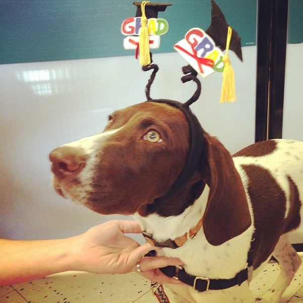 Petco Pet Supplies Store in Glendale