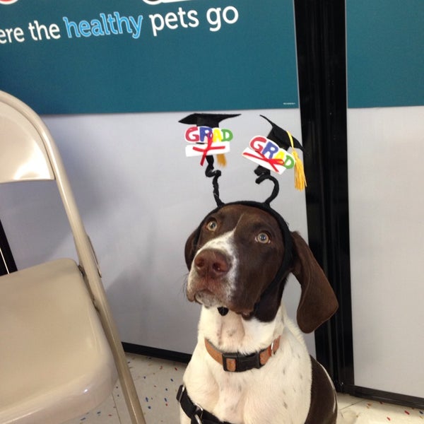 Petco Pet Store in Glendale