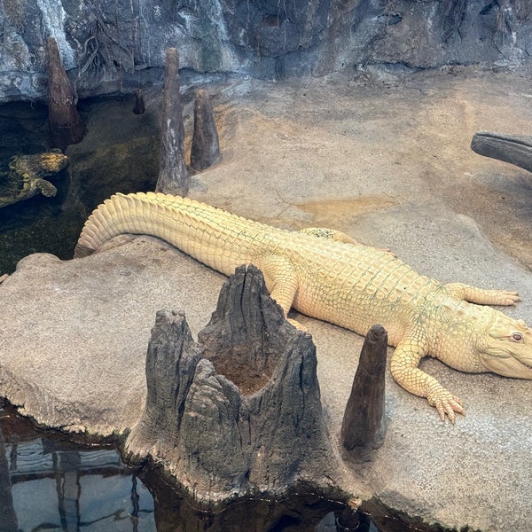 Photo taken at Claude the Albino Alligator by Benson L. on 3/30/2024