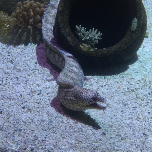 1/24/2016에 Jess G.님이 Sea Life Aquarium에서 찍은 사진