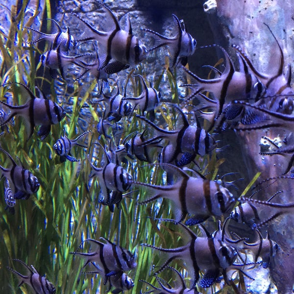 รูปภาพถ่ายที่ Sea Life Aquarium โดย Jess G. เมื่อ 1/24/2016