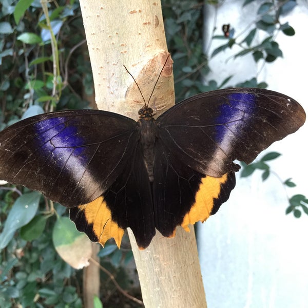 2/28/2016에 Jess G.님이 Butterfly Wonderland에서 찍은 사진