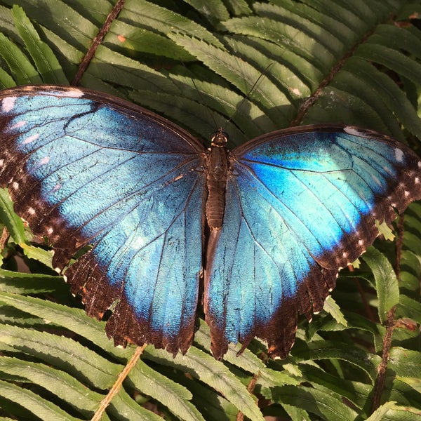 2/28/2016에 Jess G.님이 Butterfly Wonderland에서 찍은 사진